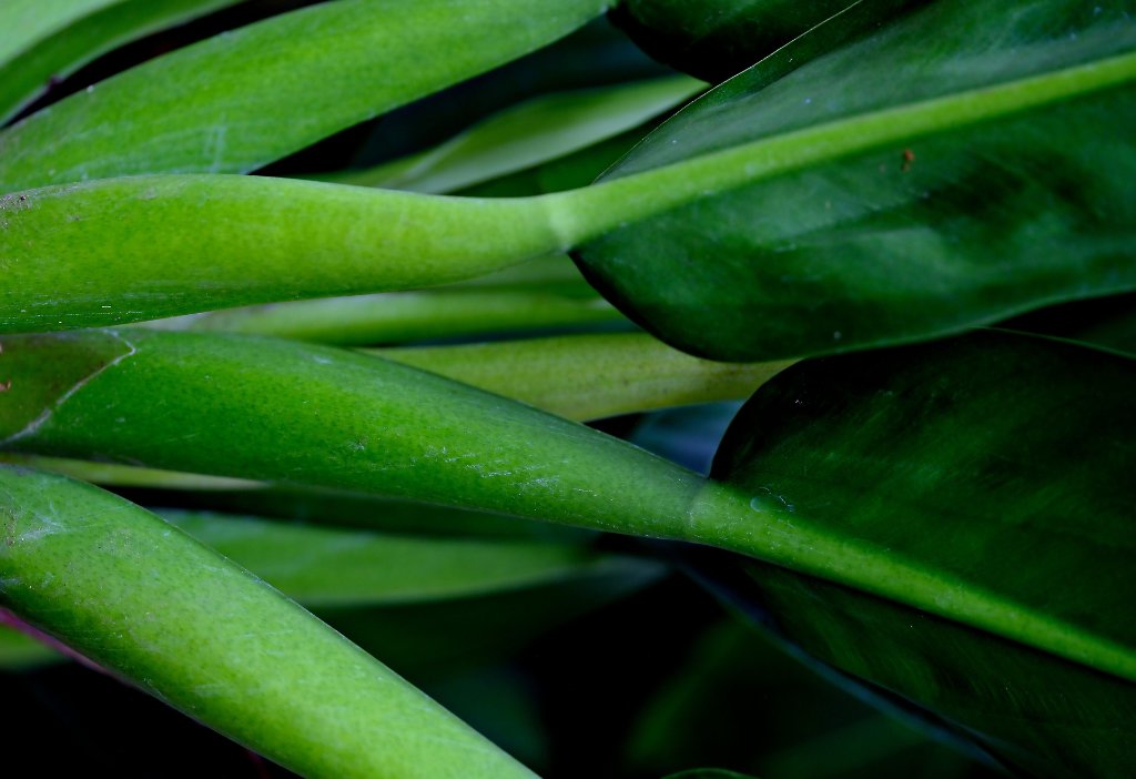 Botanical elements