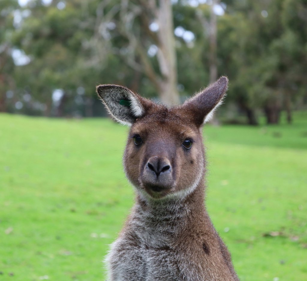 Kangaroo in South Australian bushland park — iconic wildlife imagery representing regional SA Airbnb and holiday rental locations requiring fire safety compliance