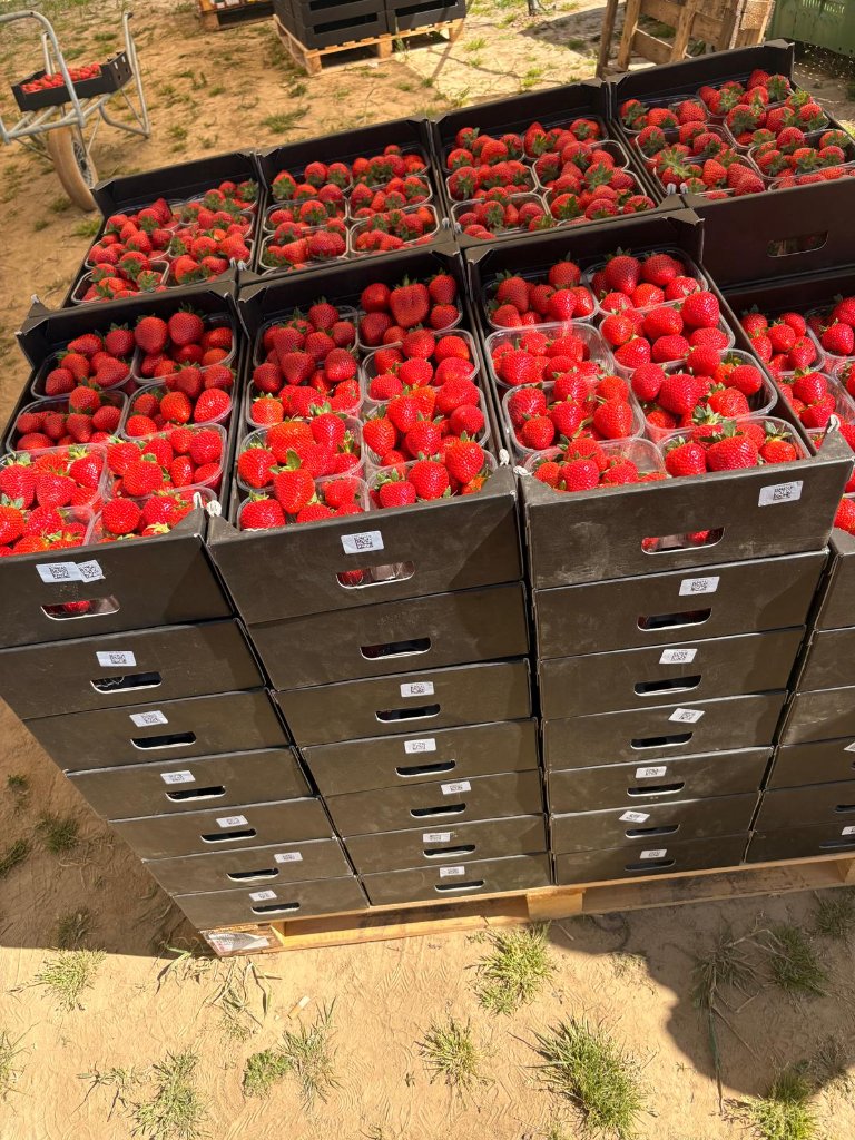 Verse aardbeien Hoeve Kempiko