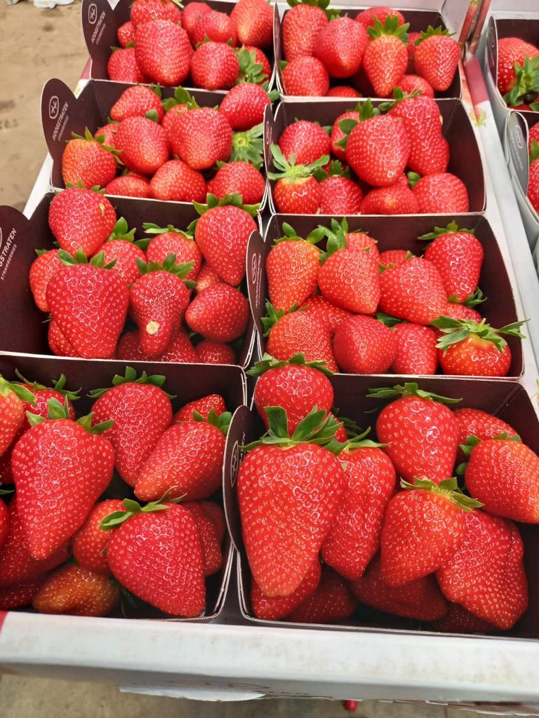 Verse aardbeien
