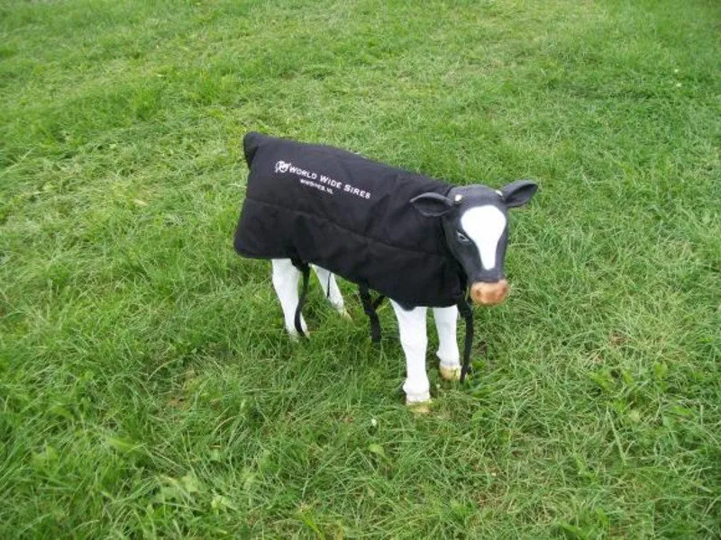 Kalverbodywarmer Zwart