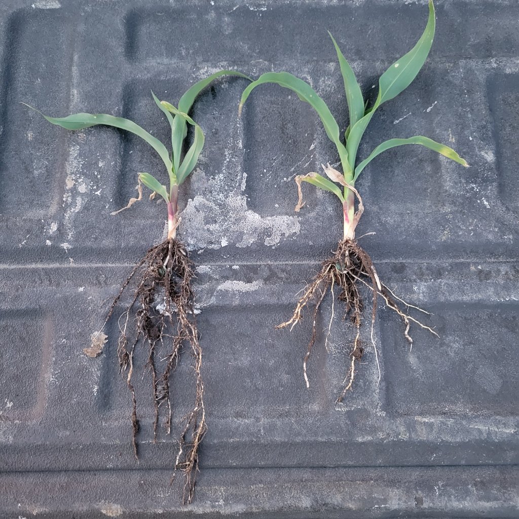 Corn seedling root systems