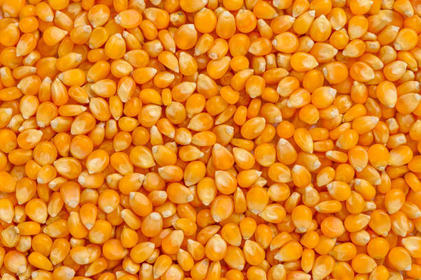 Corn