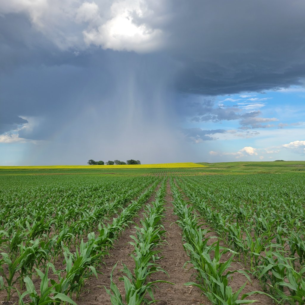 Corn field with storm clouds
