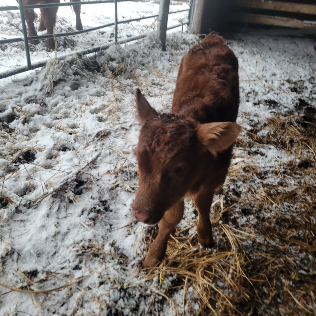 Newborn Red Angus calf