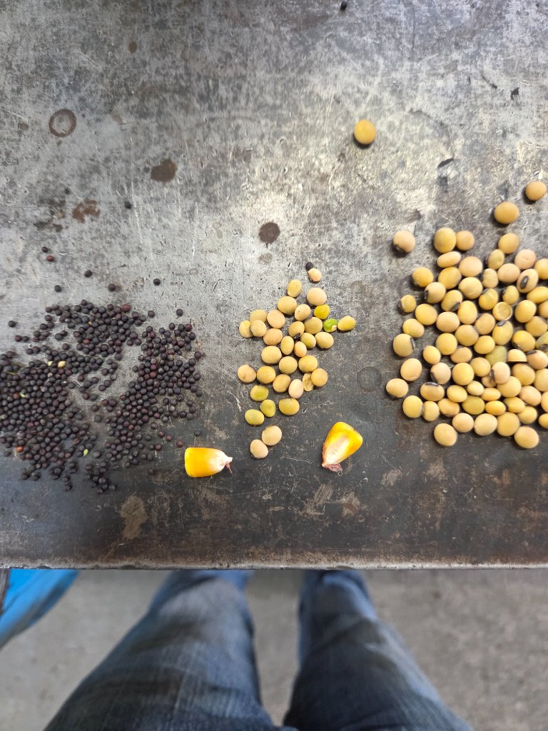 Seed comparison