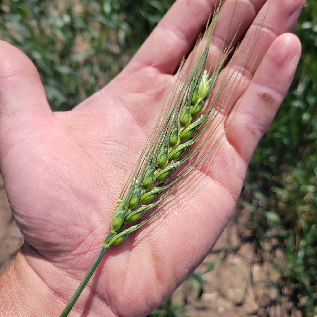 Spring wheat head