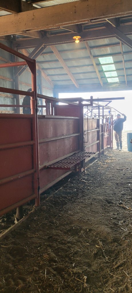 Cattle handling equipment