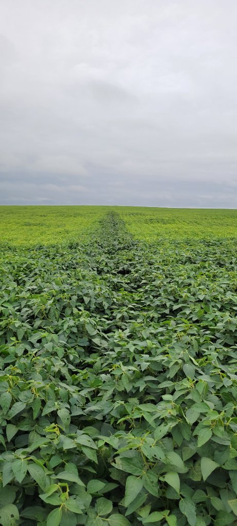 Lush soybean field