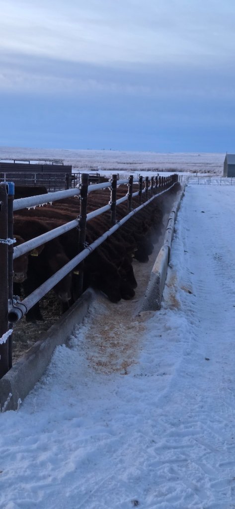 Red Angus cattle in winter