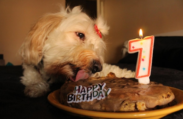 Birthday Pupcake
