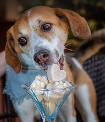 Frozen Yogurt Bites