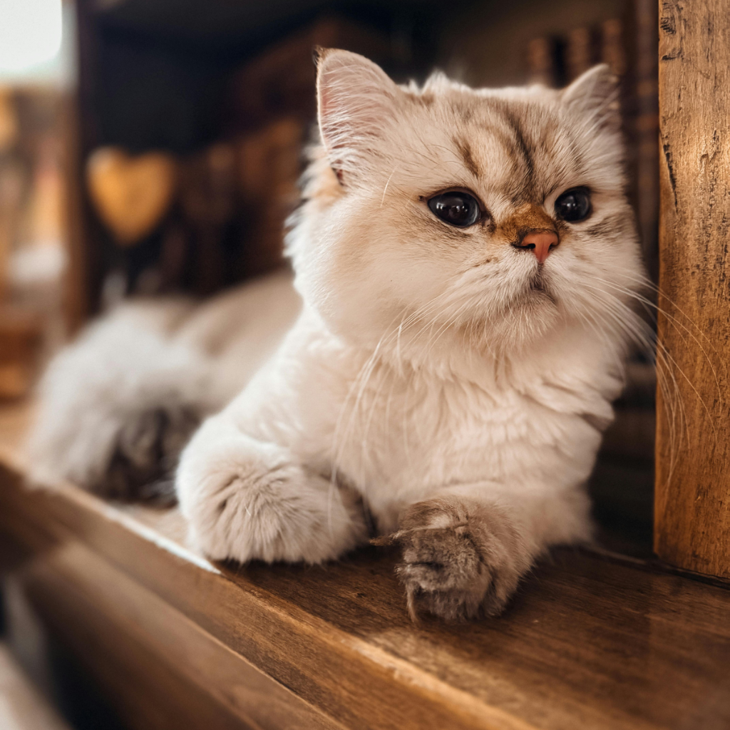 Whiskers