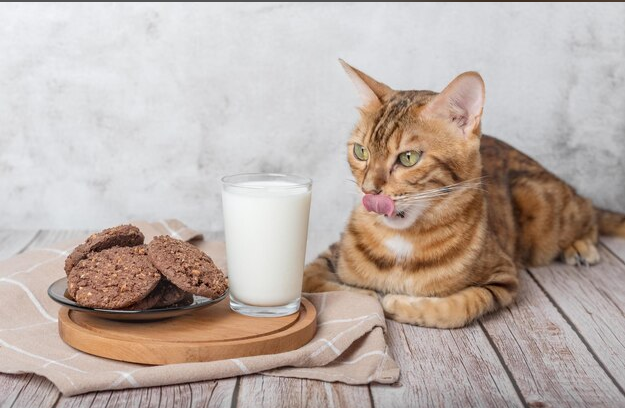 Tuna Cat Cookies