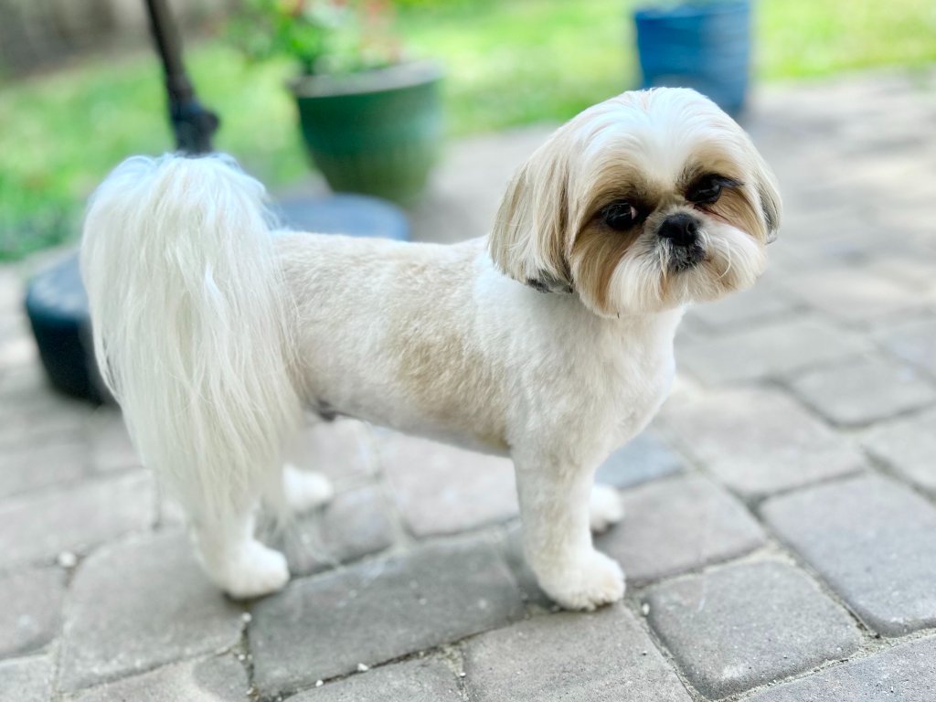 Therapy dog companion in office providing comfort and support