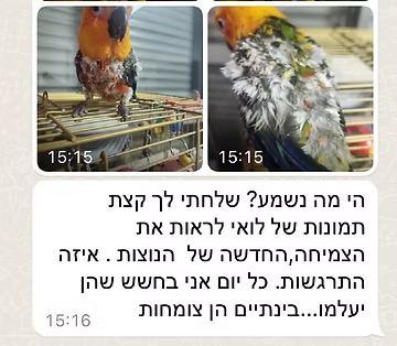 המלצה 6