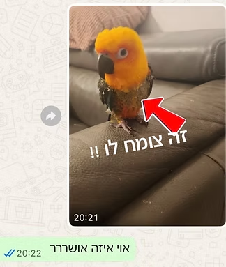 המלצה 4