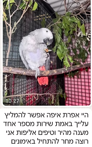 המלצה 1