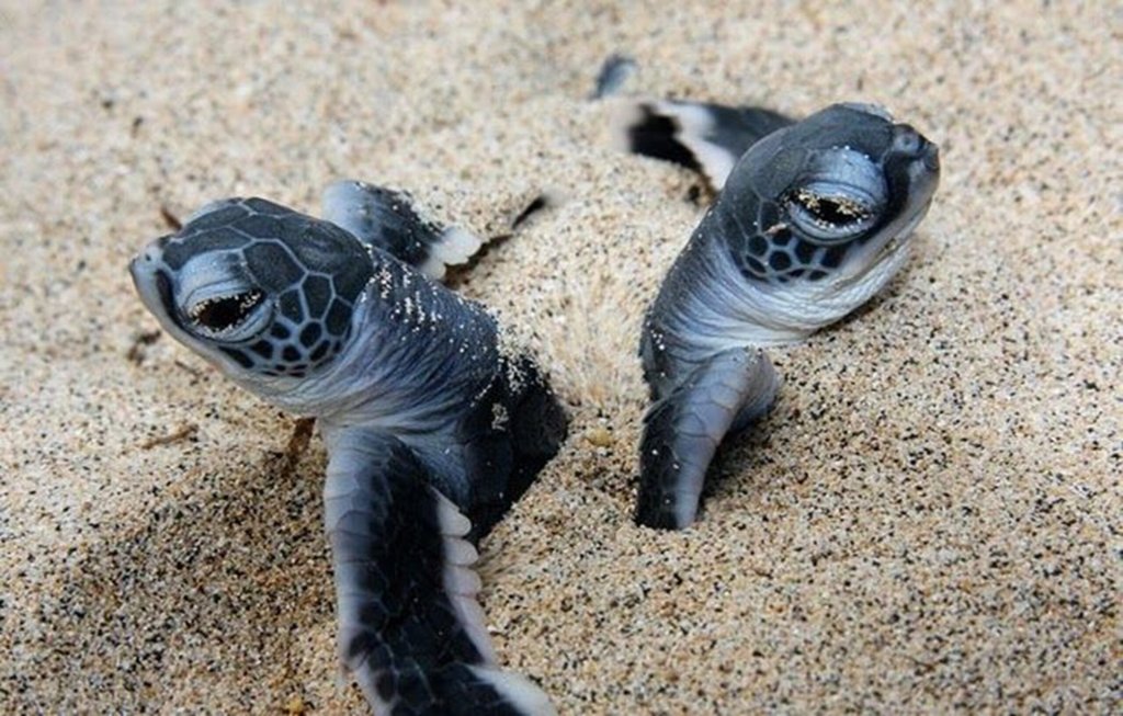 Tortugas marinas