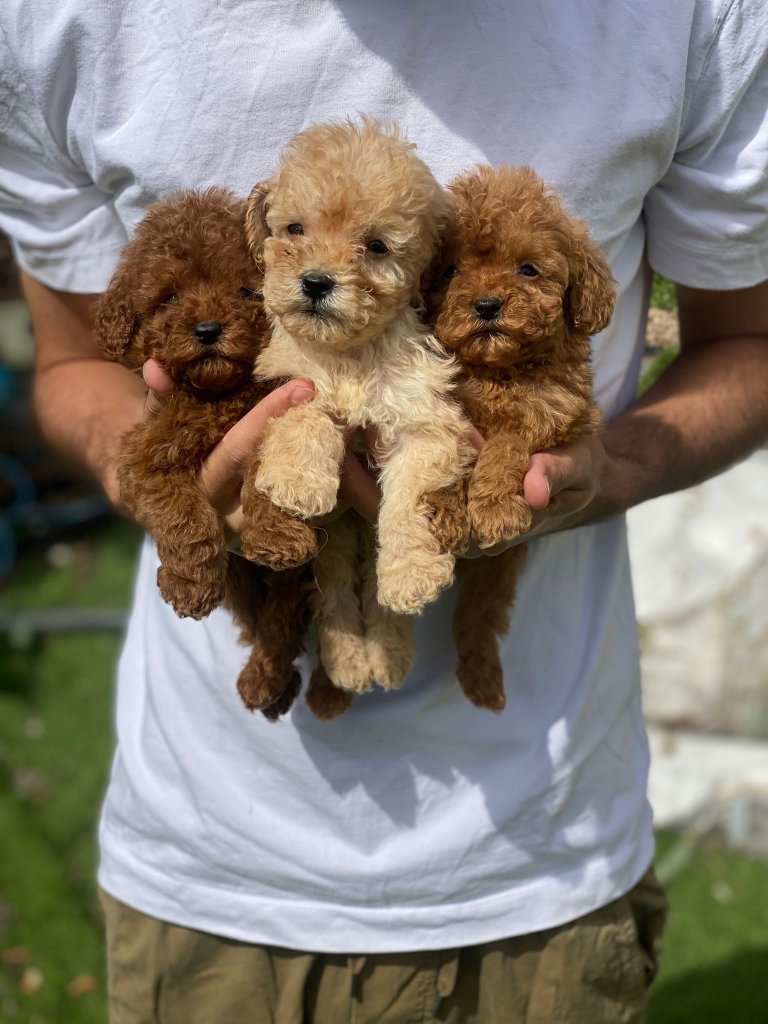 גורים מתוקים של Top Dogs Israel - פודל טוי