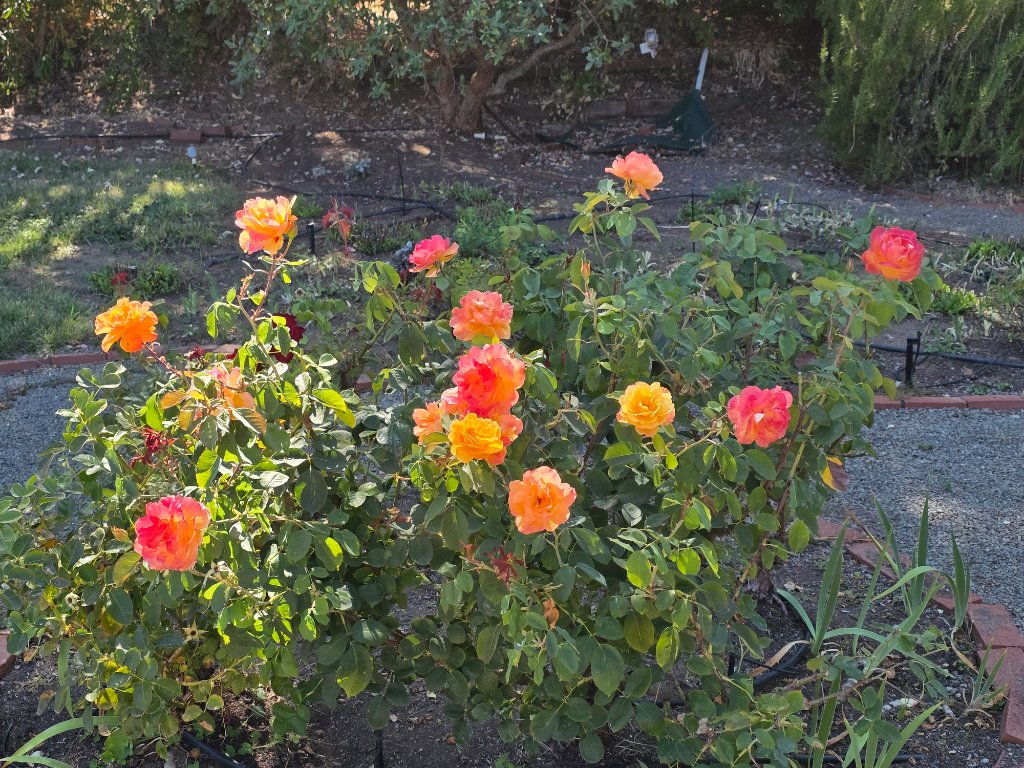 Rose Trimming