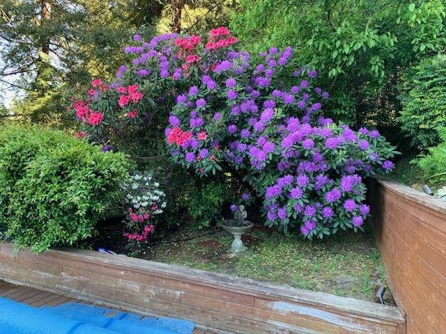 Flowering Shrub Display