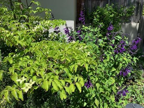 Purple Flowering Garden