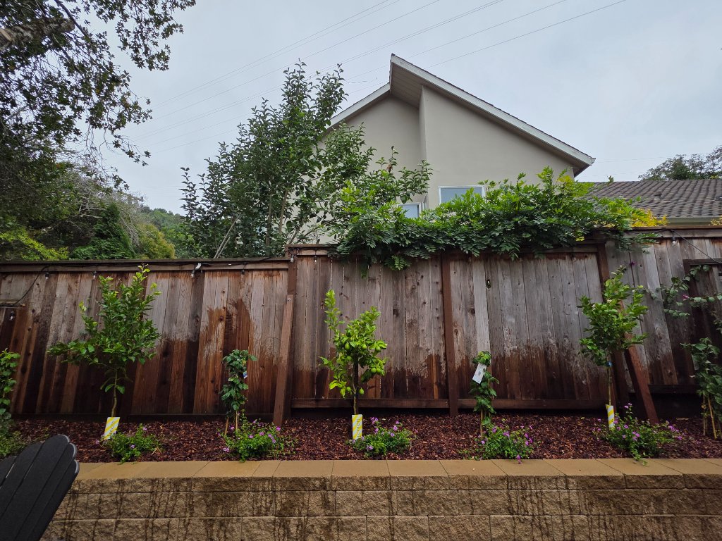 Fruit Tree Installation