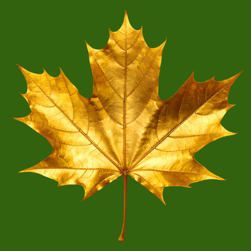 Maplemint Logo