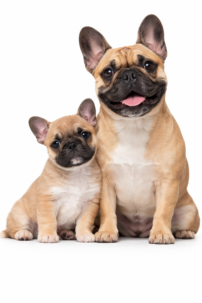 Bouledogue Français