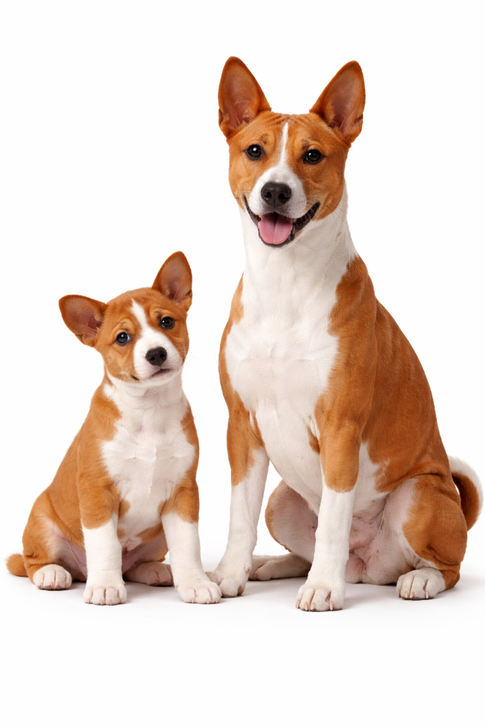 Basenji