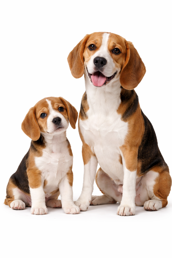 Beagle