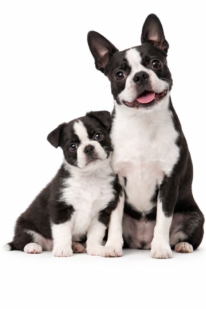 Boston Terrier