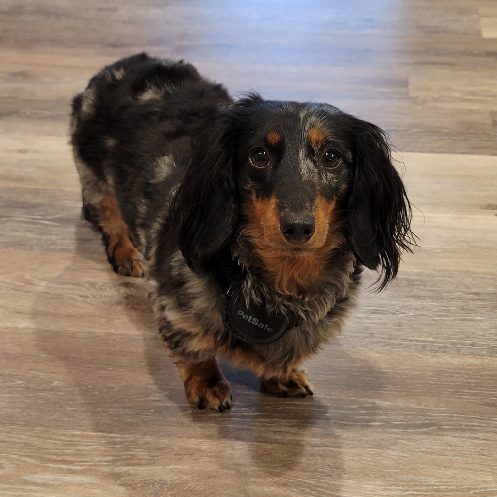 Macie