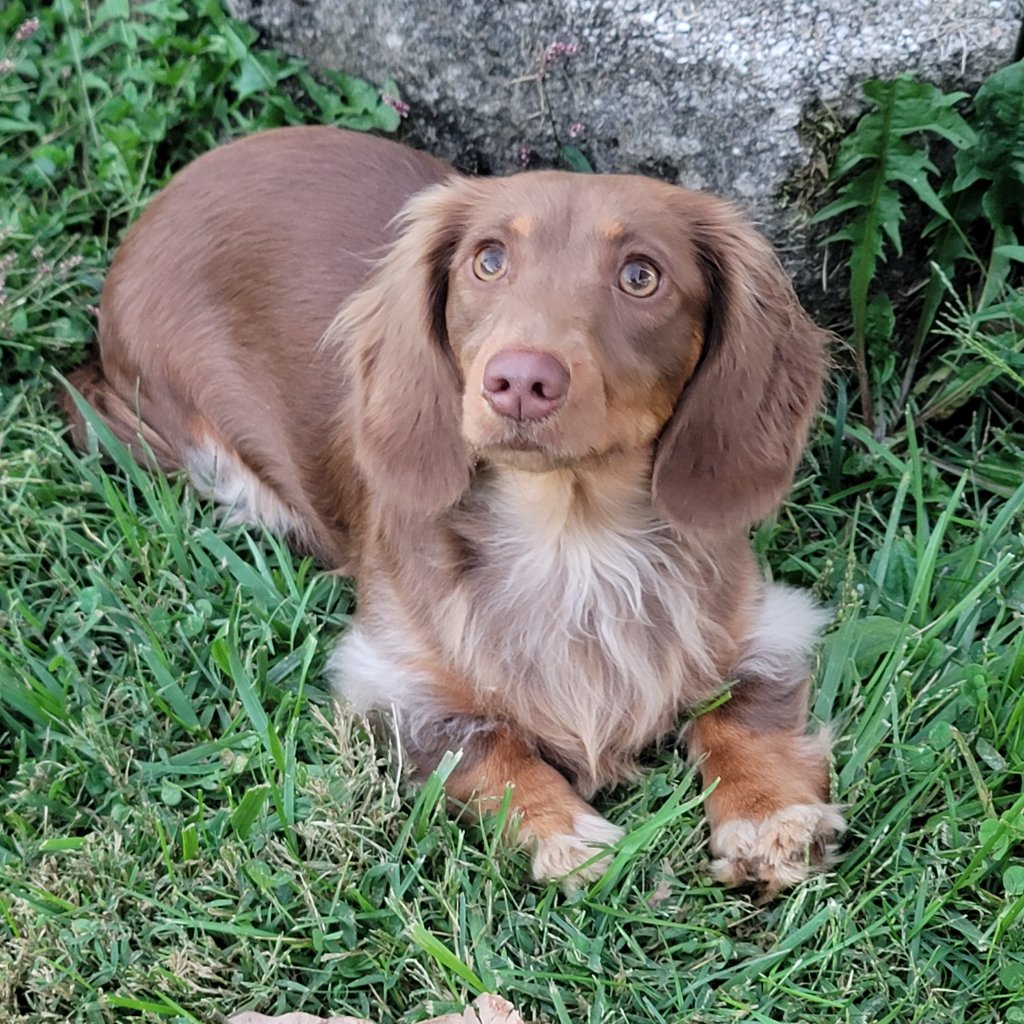 Lilly