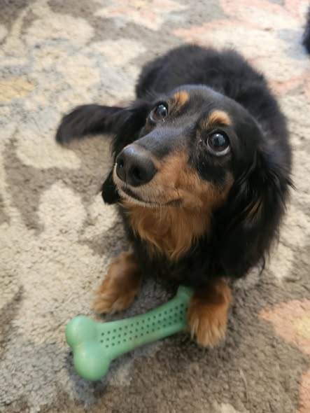 Pepper