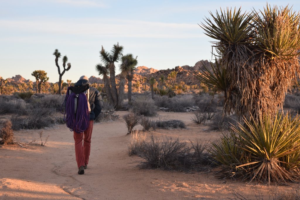 Joshua Tree Field Guide
