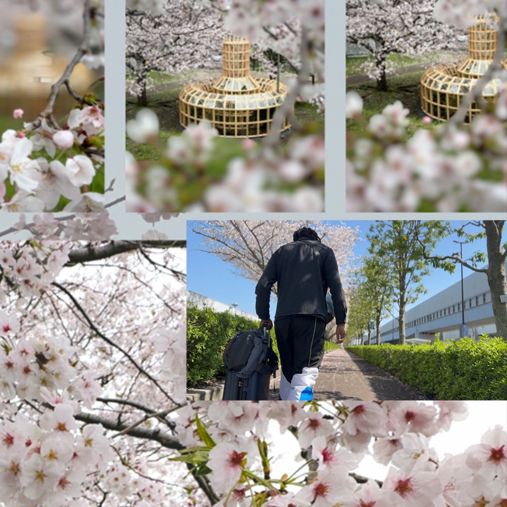 Cherry Blossom Departure