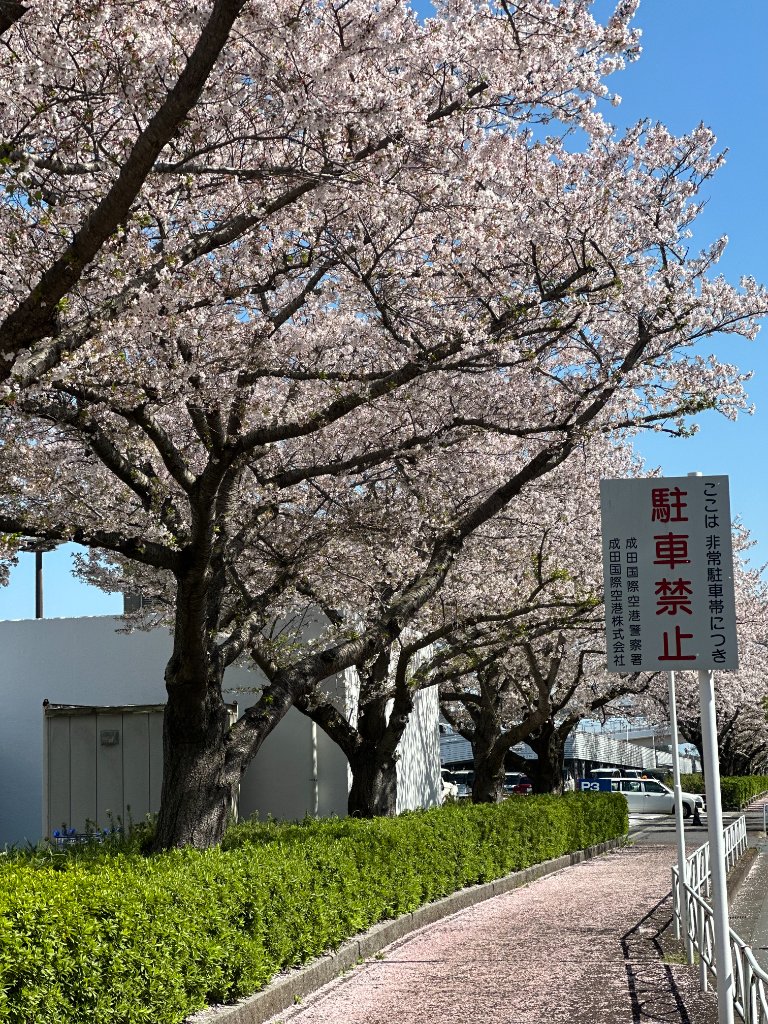 Narita Cherry Blossoms