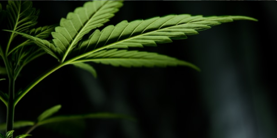 Cannabis Jobs: AI-Driven Solutions For Industry Growth
