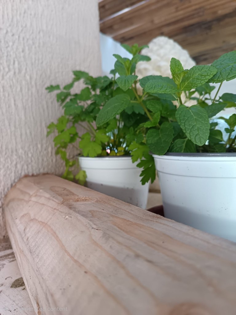 Fresh herbs in rustic pots