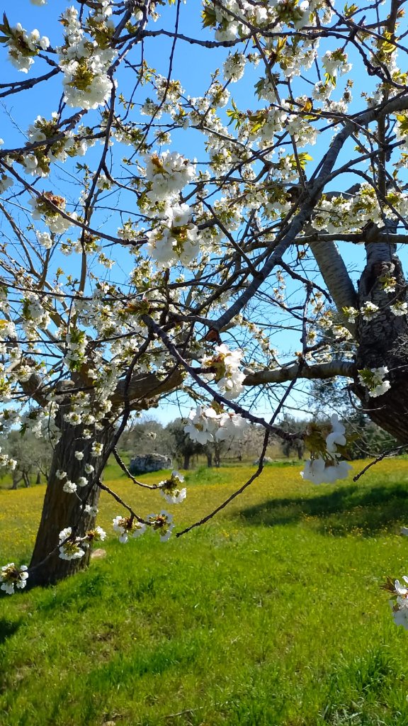 Spring blossoms