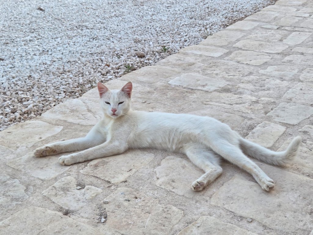 White cat blending with ancient stone pathways