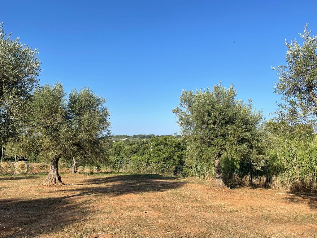 Olive grove landscape