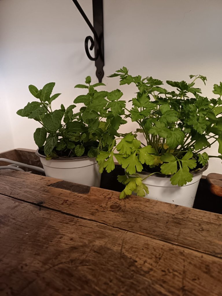Fresh herbs growing in kitchen