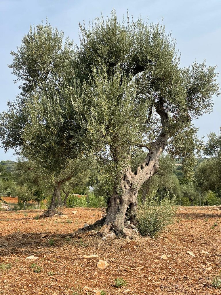 Ancient olive tree