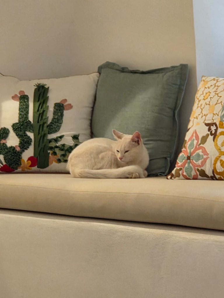Pet-friendly cozy lounge area