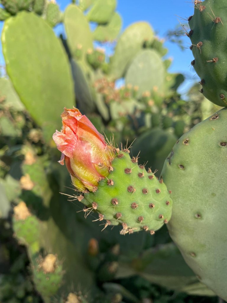 Blooming cactus