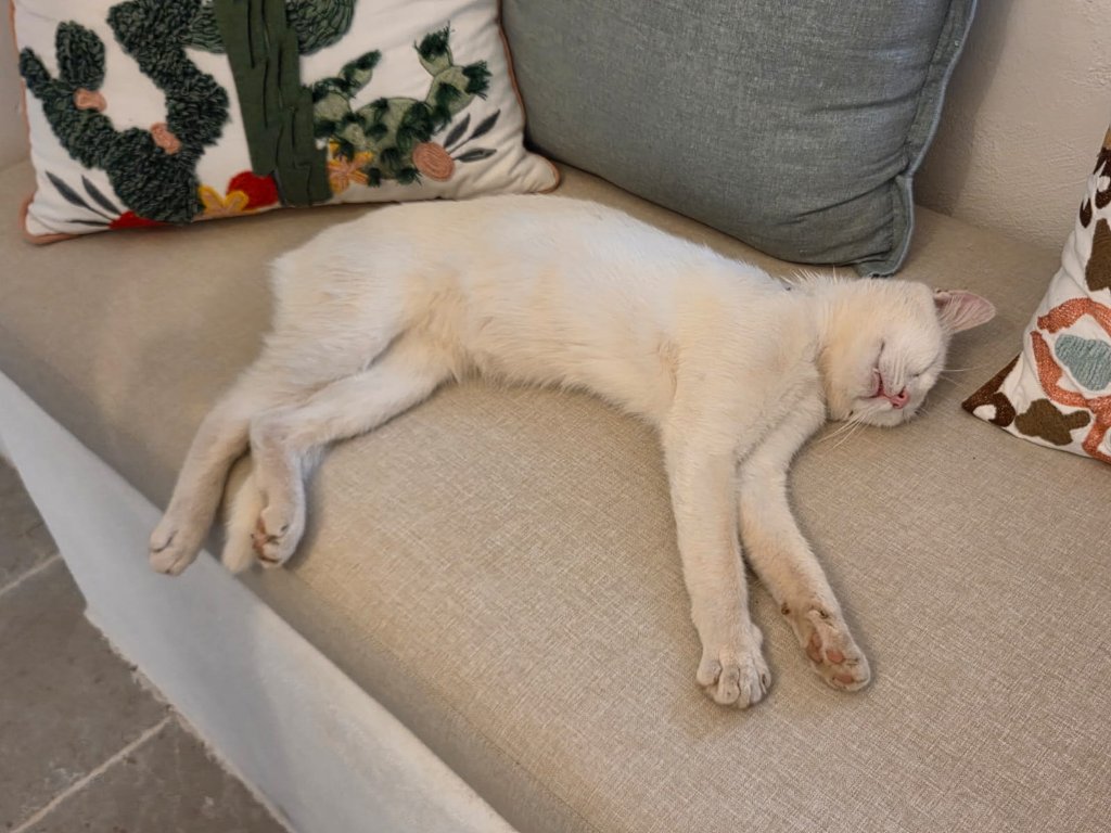 Cat relaxing on indoor couch