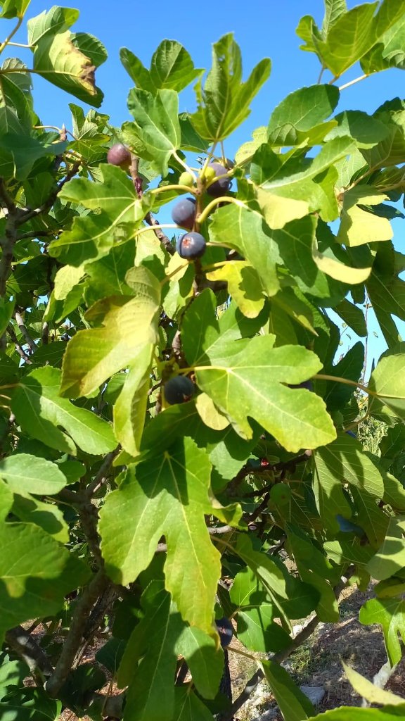 Fig tree with ripe fruit